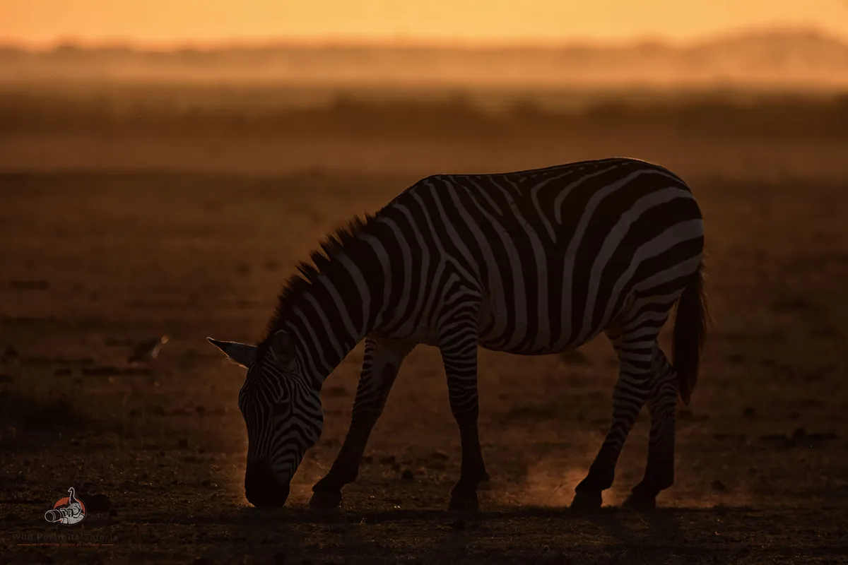 Africa Photo Safari 8 Days Kenya