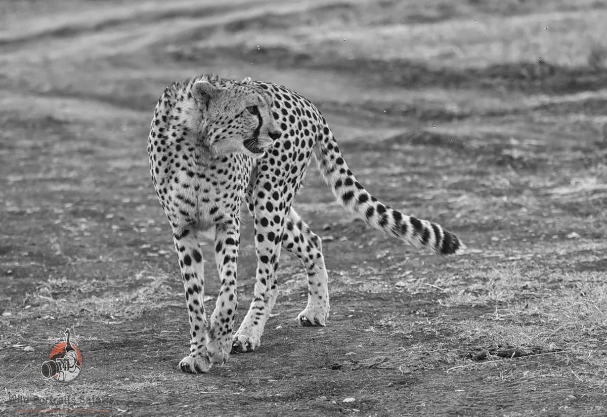 4 Days Kenya Safari Highlights