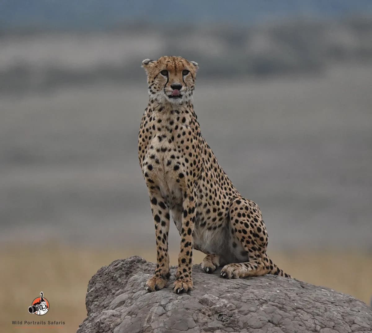 4 Days Best Tanzania Safari Tour