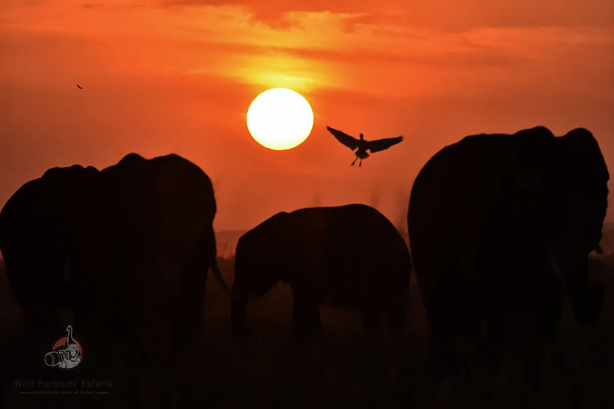 Africa Big Cats and Elephant Savanna Safari 7 Days