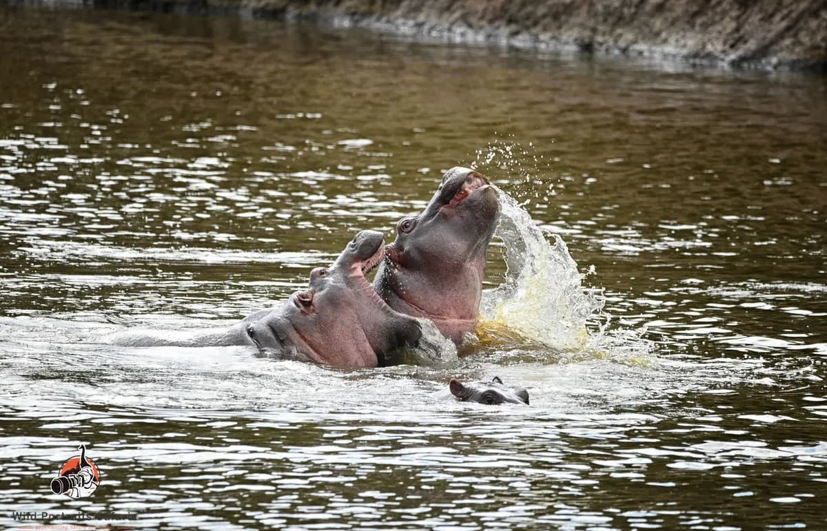 Private Boat Rides & Guided Nature Walks at Crescent Island, Lake Naivasha | Unwind Beyond the Safari