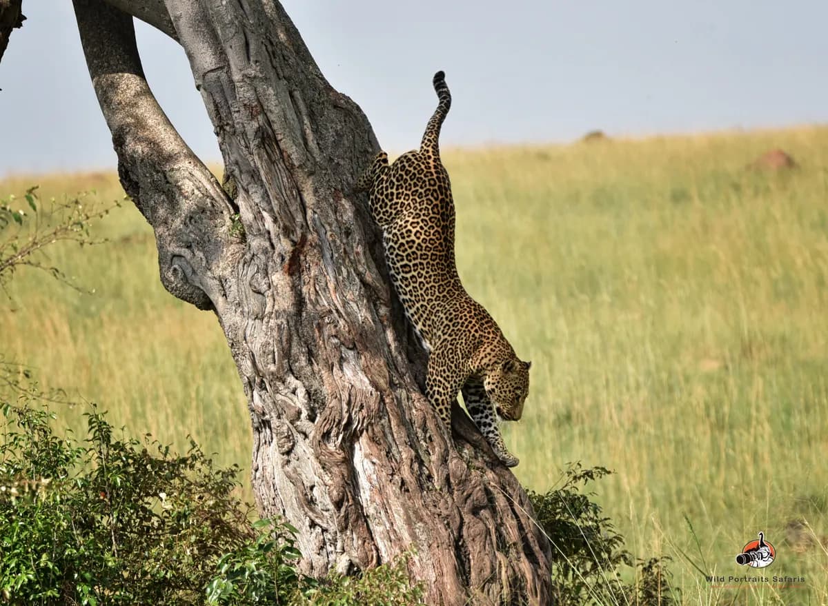 4 Days Explore Tanzania Safari Vacation