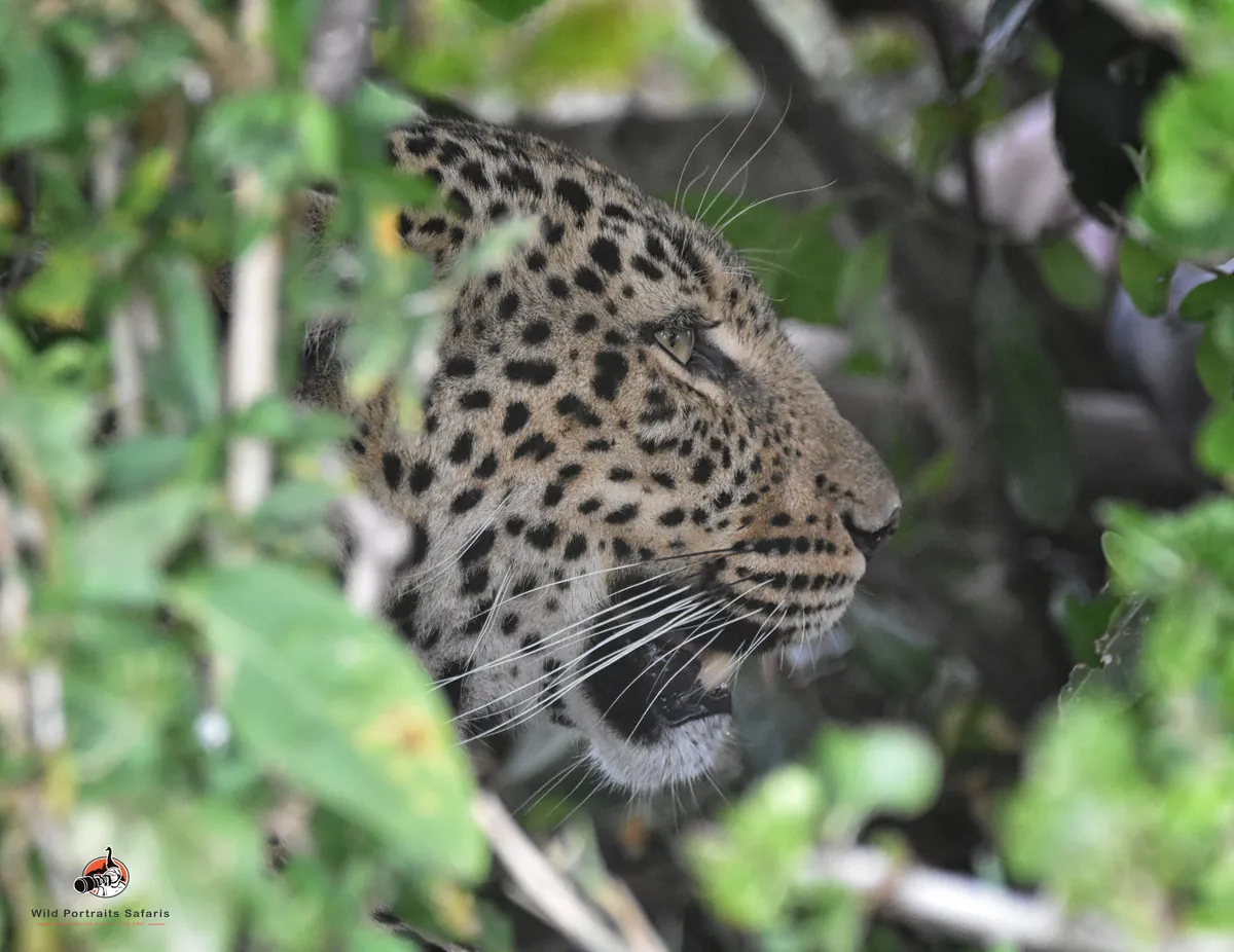 Best Tanzania Africa Safari 5 Days