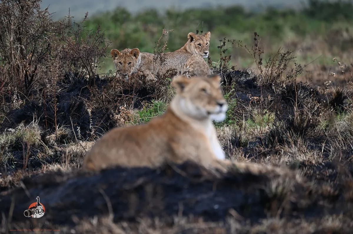 8 Days Kenya Family Safari 2026 — The Ultimate Family Wildlife Holiday