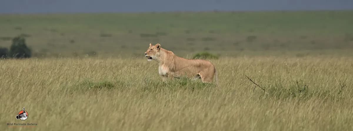 3 Days Best African Lions Safari and Rhinos