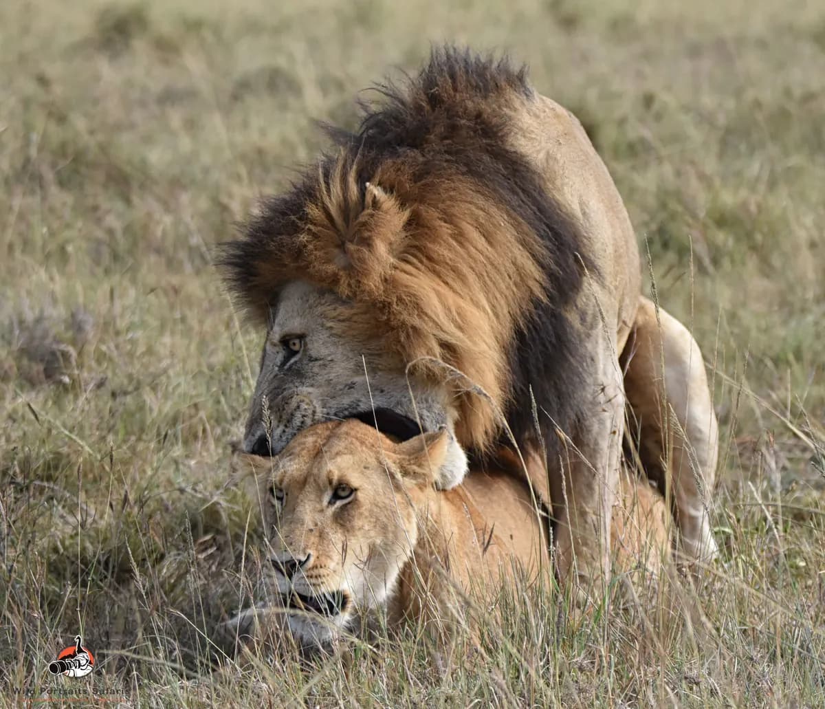 7-Day Romantic Kenya Luxury Safari