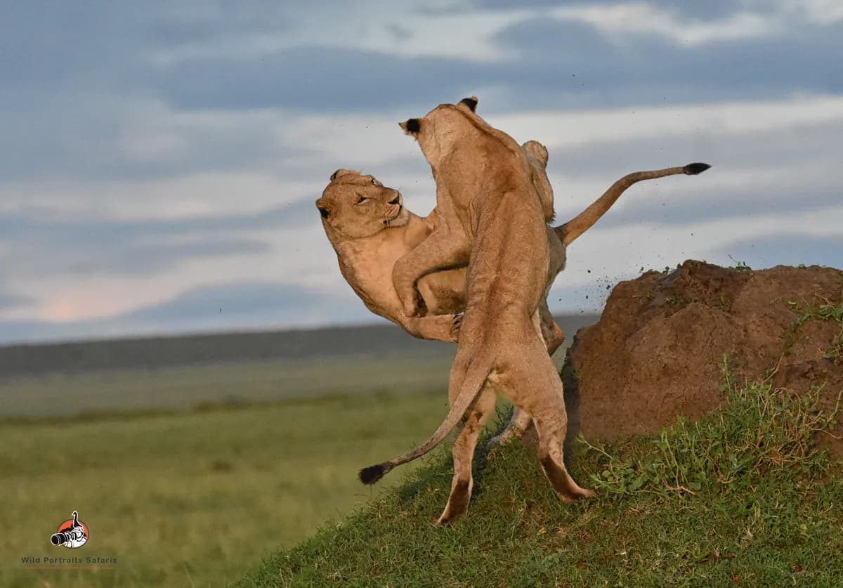 6 Days Best Kenya and Tanzania Combined Safari