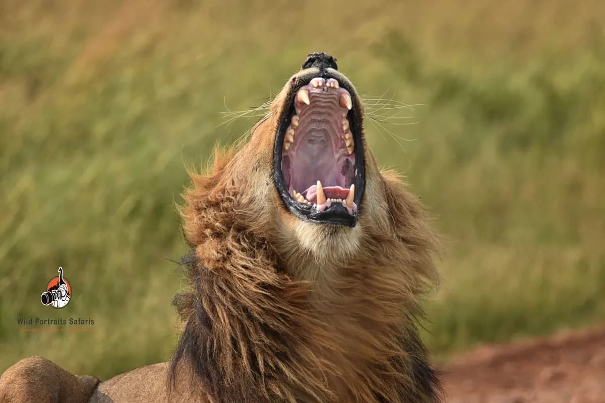 Masai Mara Kenya Safari