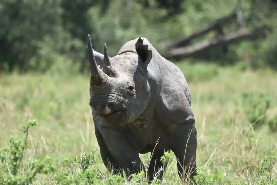 7 Days Best Safari in Tanzania Africa