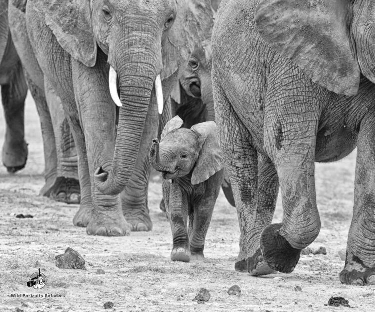 Elephant calf sniffing during Africa Safari Kenya holiday 6 Days