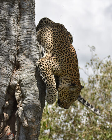 Kenya wildlife photo safari