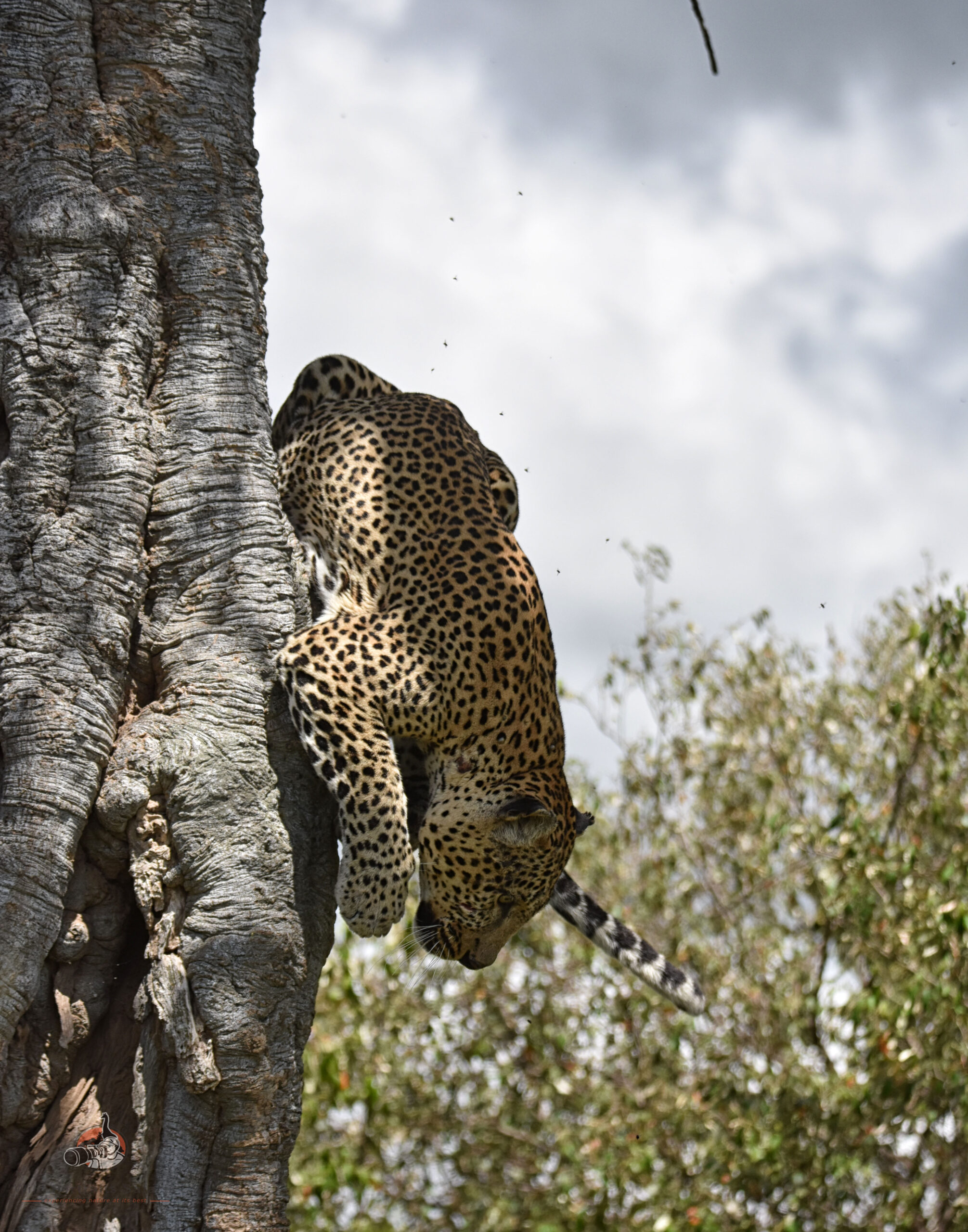 Male leopard climbs down on 10 Days Kenya Photo safari adventure