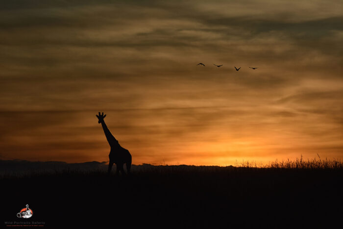 Giraffe early morning at Masai Mara on Africa Safari Kenya and Tanzania 7 Days