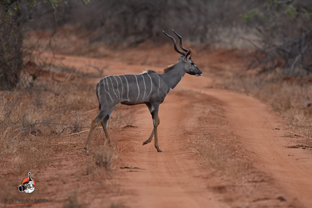 Kudu at Tsavo West National Park Kenya And Tanzania Safari Tips in 2024