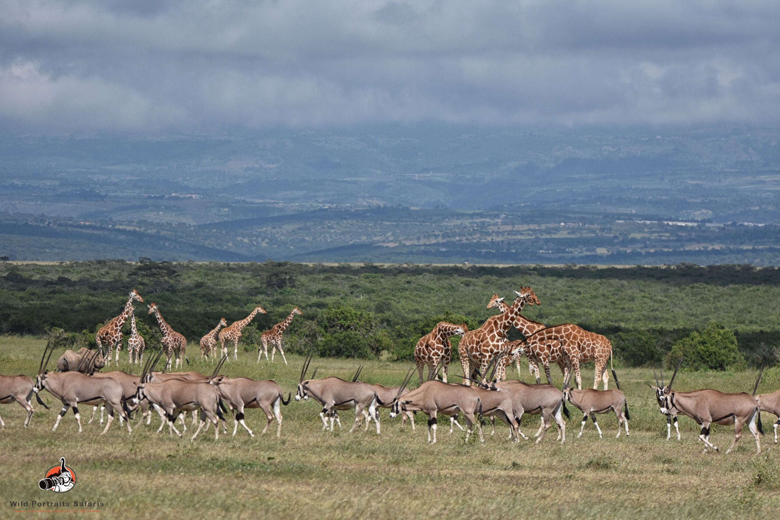 reticulated giraffes and oryx on the Kenya And Tanzania Safari in 2024 ol pejeta conservancy