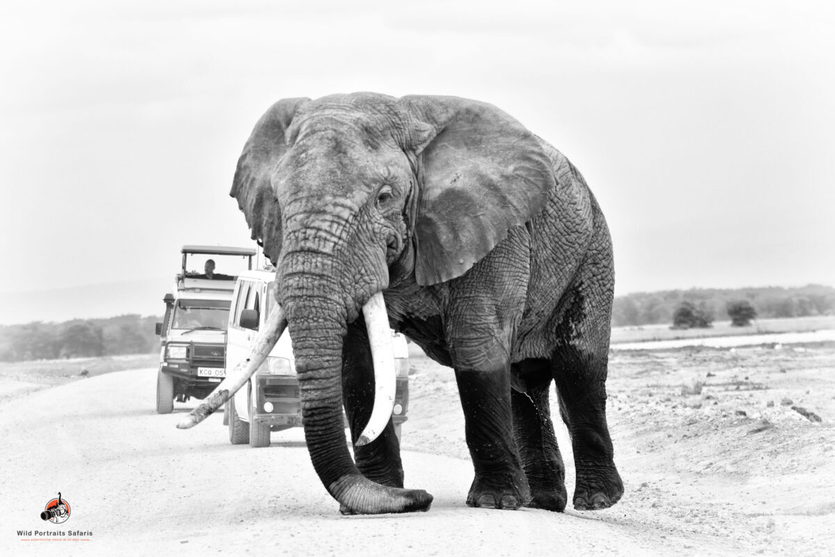 Elephant crossing the road at Amboseli National Park Kenya