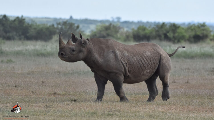 Black rhino at Ol Pejeta Conservancy