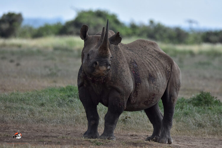 Black rhino at the ol pejeta conservancy on 7 Days Best African Safari Kenya