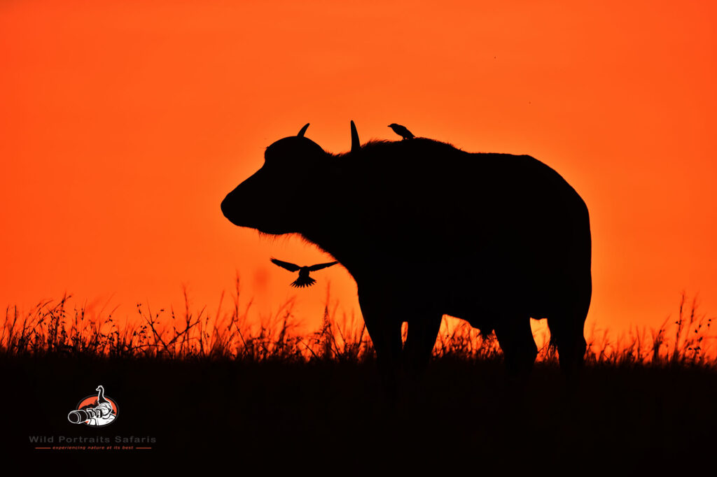 silhouette of a buffalo at Masai Mara on a  4 Days savannah and walking adventure safari 