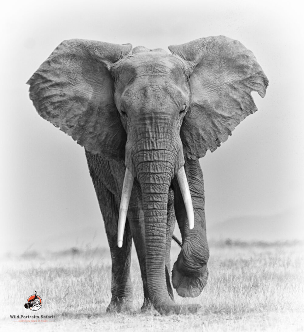 Bull elephant walking at Amboseli during the 4 Days Best Amboseli and Nairobi national park safari