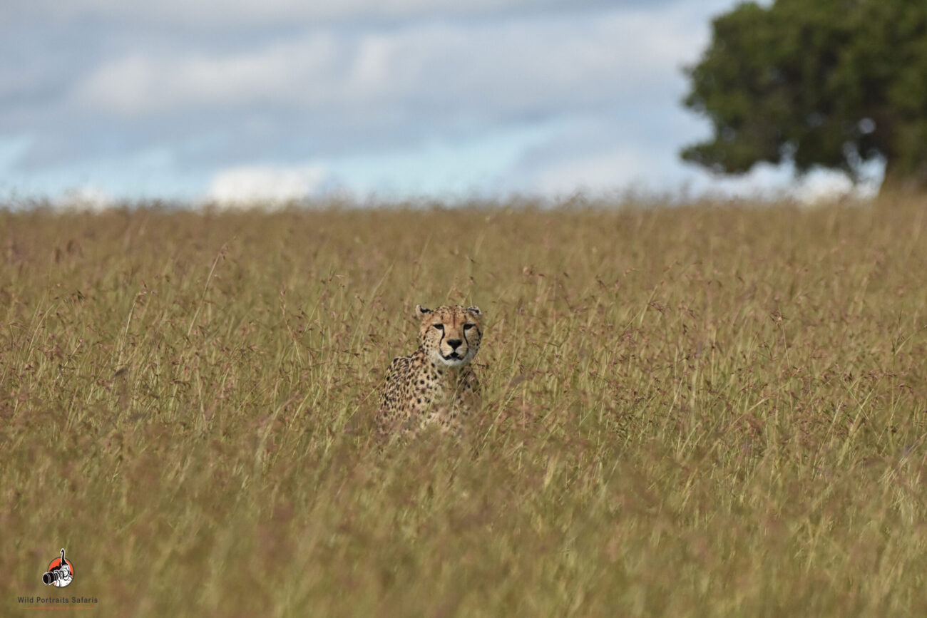 Cheetah in the grasslands of the Masai Mara National Reserve 2024