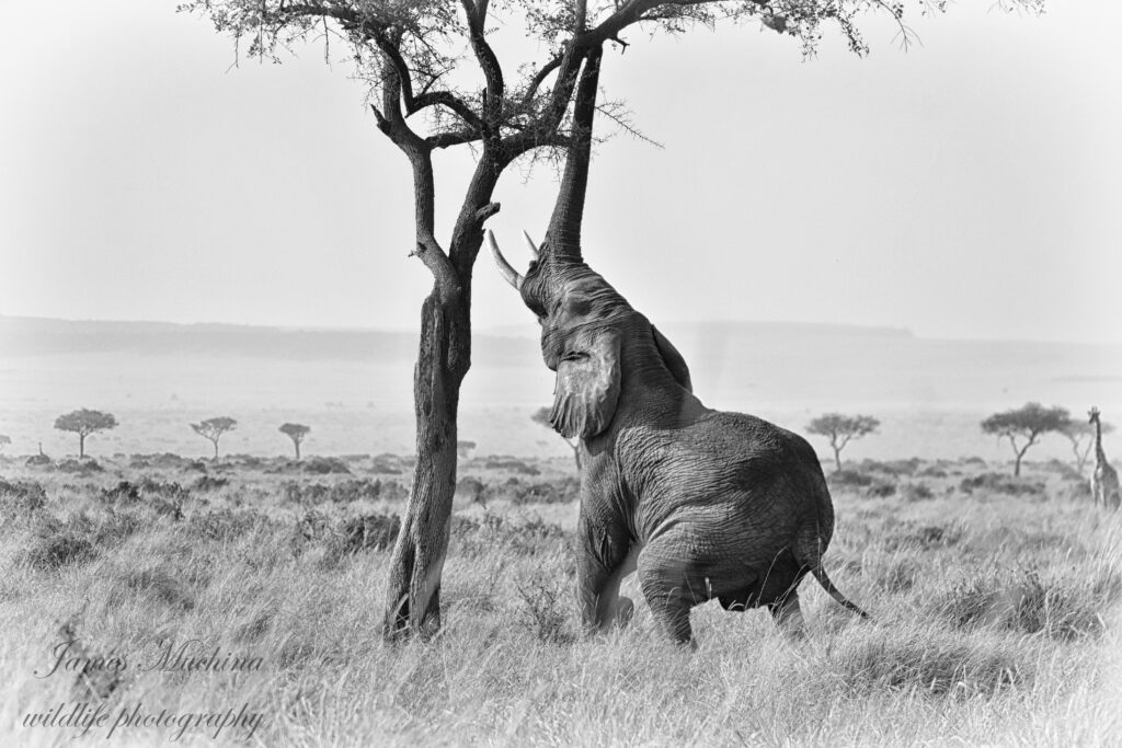 Elephant reaching for higher branches  facts and best places to see the african elephant