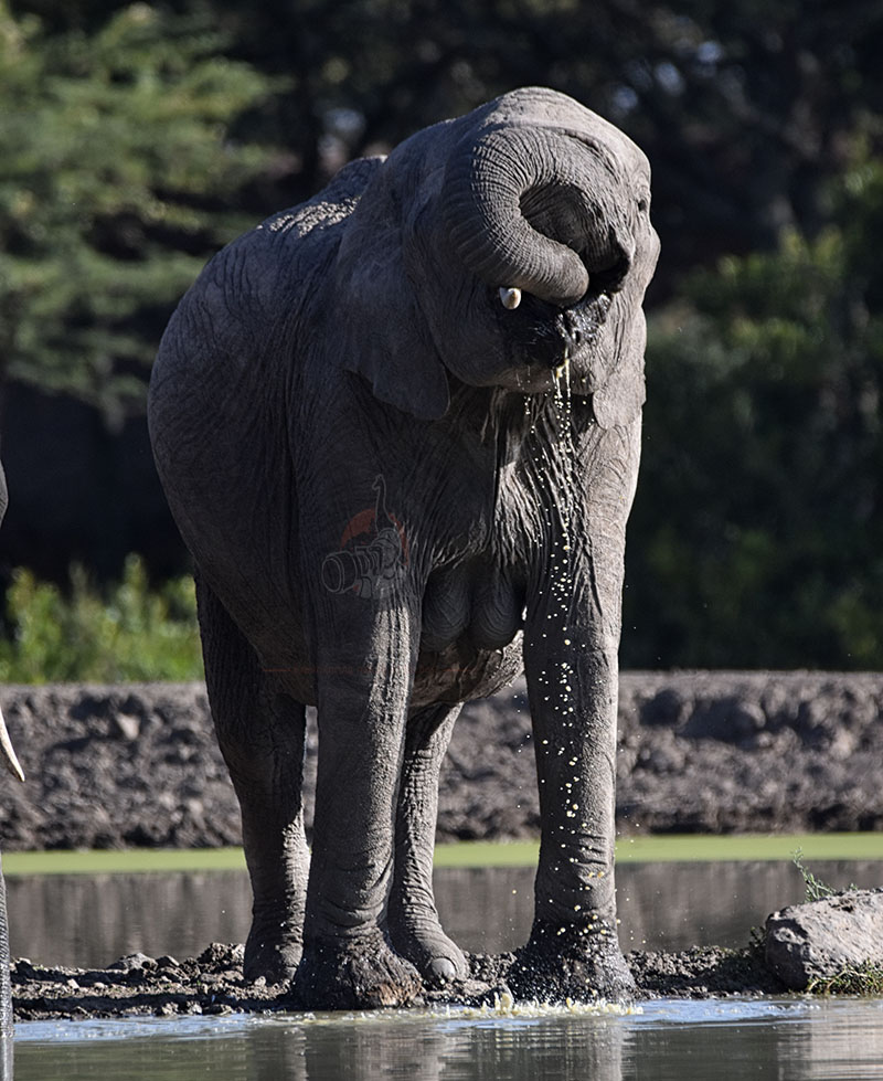 elephant drinking water at sweet waters on Kenya And Tanzania Safari in 2024