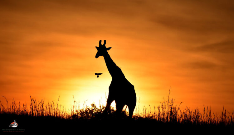 Giraffe early morning on the Africa Photo Safari 8 Days Kenya