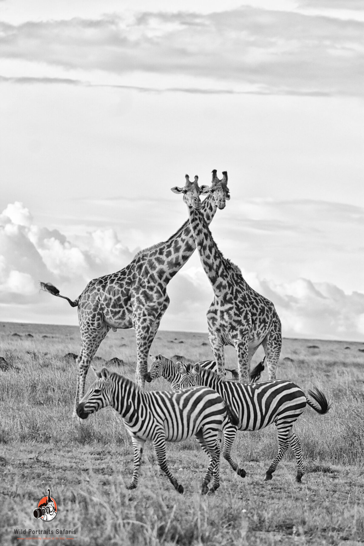 Giraffes and zebras at The Masai Mara Kenya And Tanzania Safari Tips in 2024