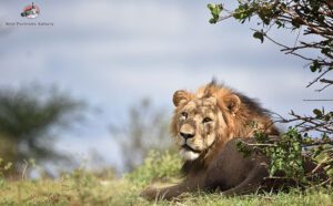 lion resting at Serengeti national park during the Tanzania safari holiday