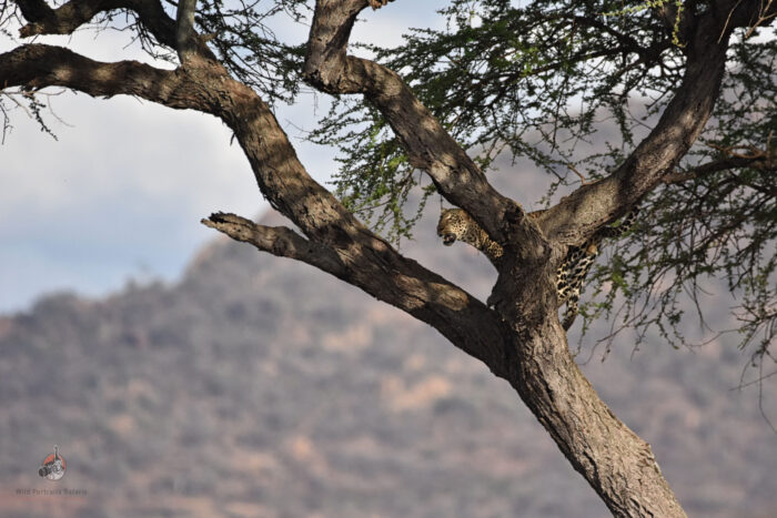 leopard up a tree at Tsavo West during a 9 Days best of kenya safari