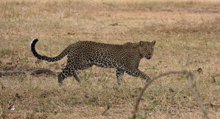 leopard walking during the 10 days best of Kenya and Tanzania Safari tour