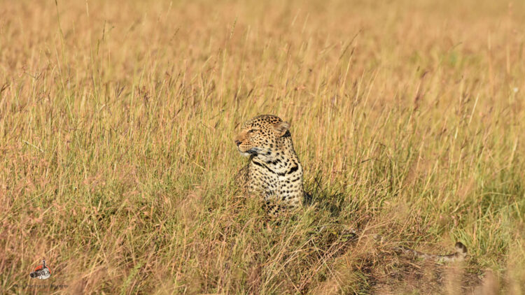 Leopard sits in the grass on 4 Days Kenya safari highlights