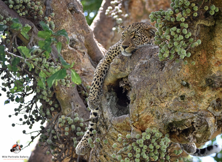 leopard on a fig tree during the 4 Days Kenya Safari Meru park