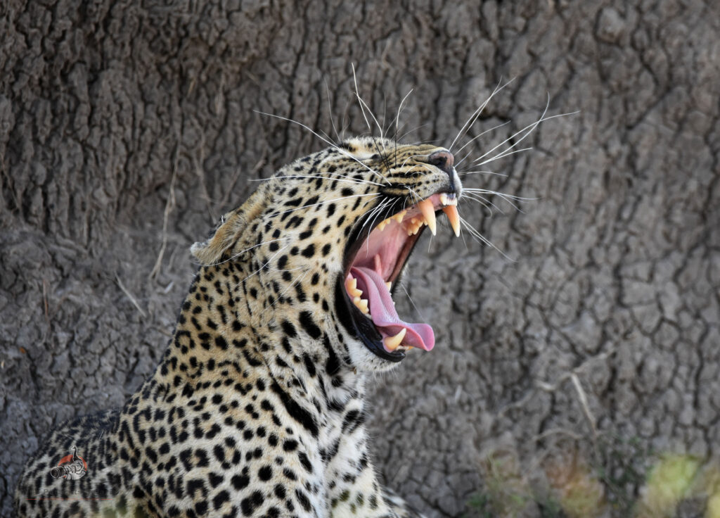 Leopard yawns at the Masai Mara Kenya Tanzania adventure safaris