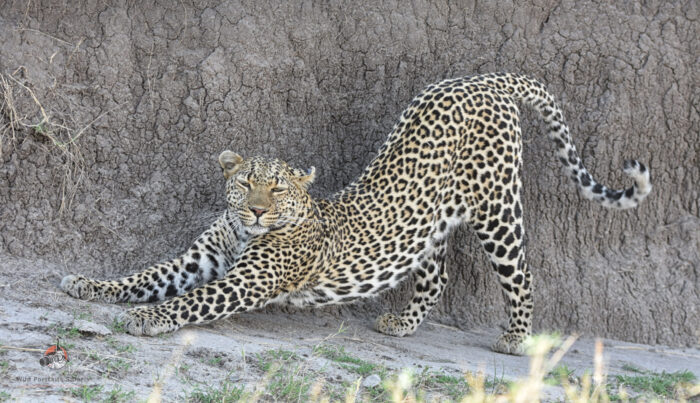 leopard stretching at the Masai Mara Big five safaris