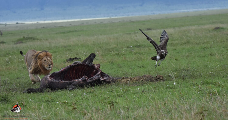 lion and vulture in serengeti on 7 Days Best Safari in Tanzania Africa