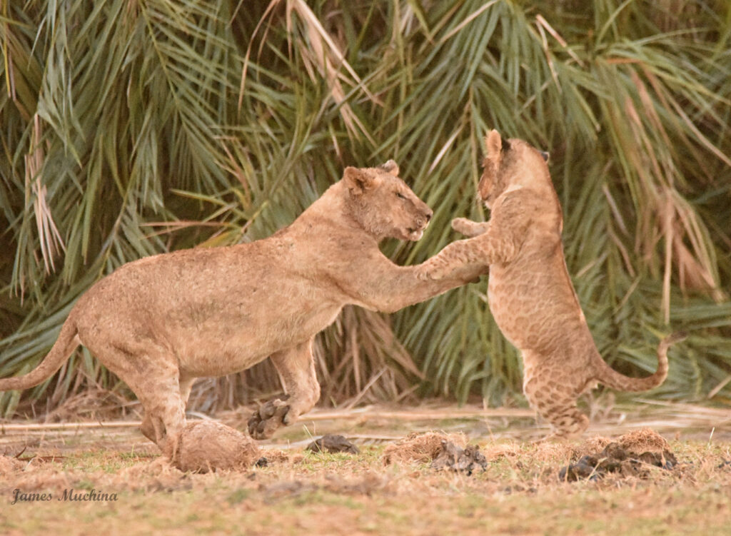 lion cubs palying during Amboseli 3 Days safari