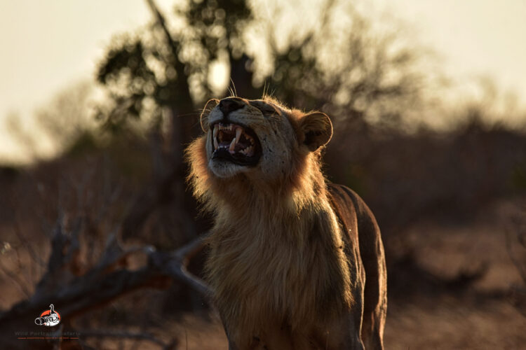 Male lion back lit grimacing on Exquisite 3 Days Safari in Samburu kenya