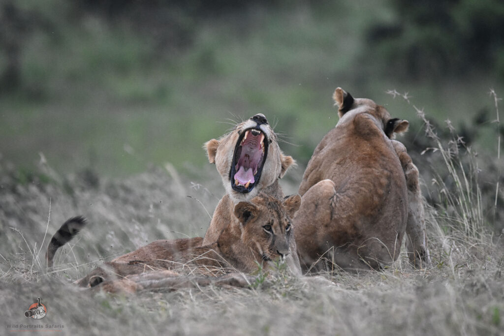 lions at Nairobi National Park on 4 Days Best Amboseli and Nairobi national park safari