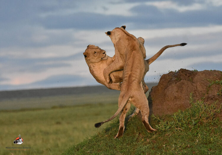 lions playing during the Best Tanzania Africa Safari 5 Days