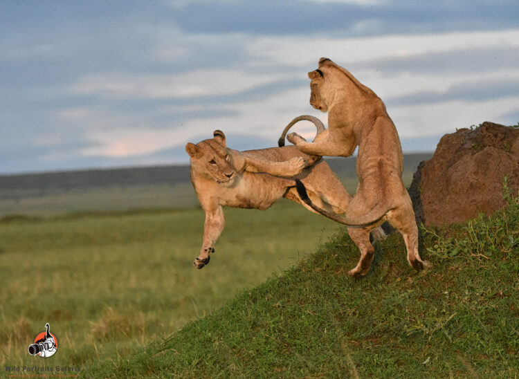 lions playing at the Serengeti on The 4 Days Africa Safari Tanzania Holiday