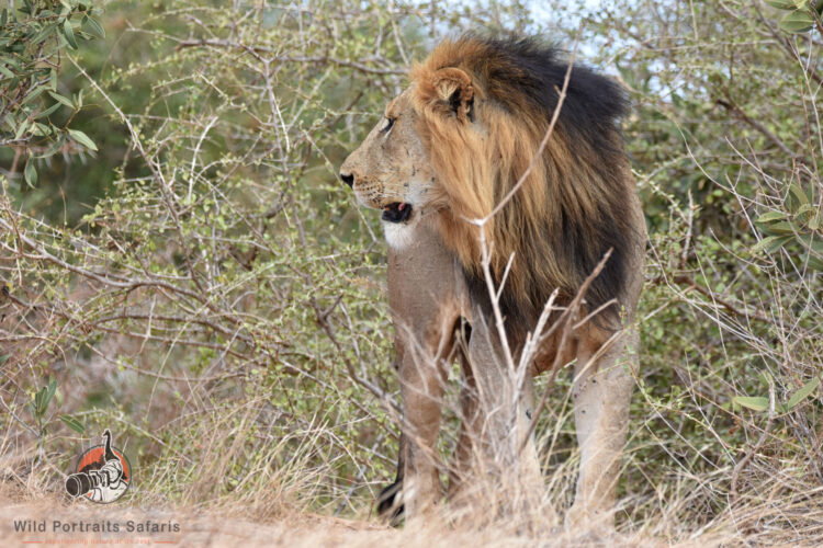 Big Male lion at Tsavo east on the 8 Days Africa wildlife safari and Diani beach