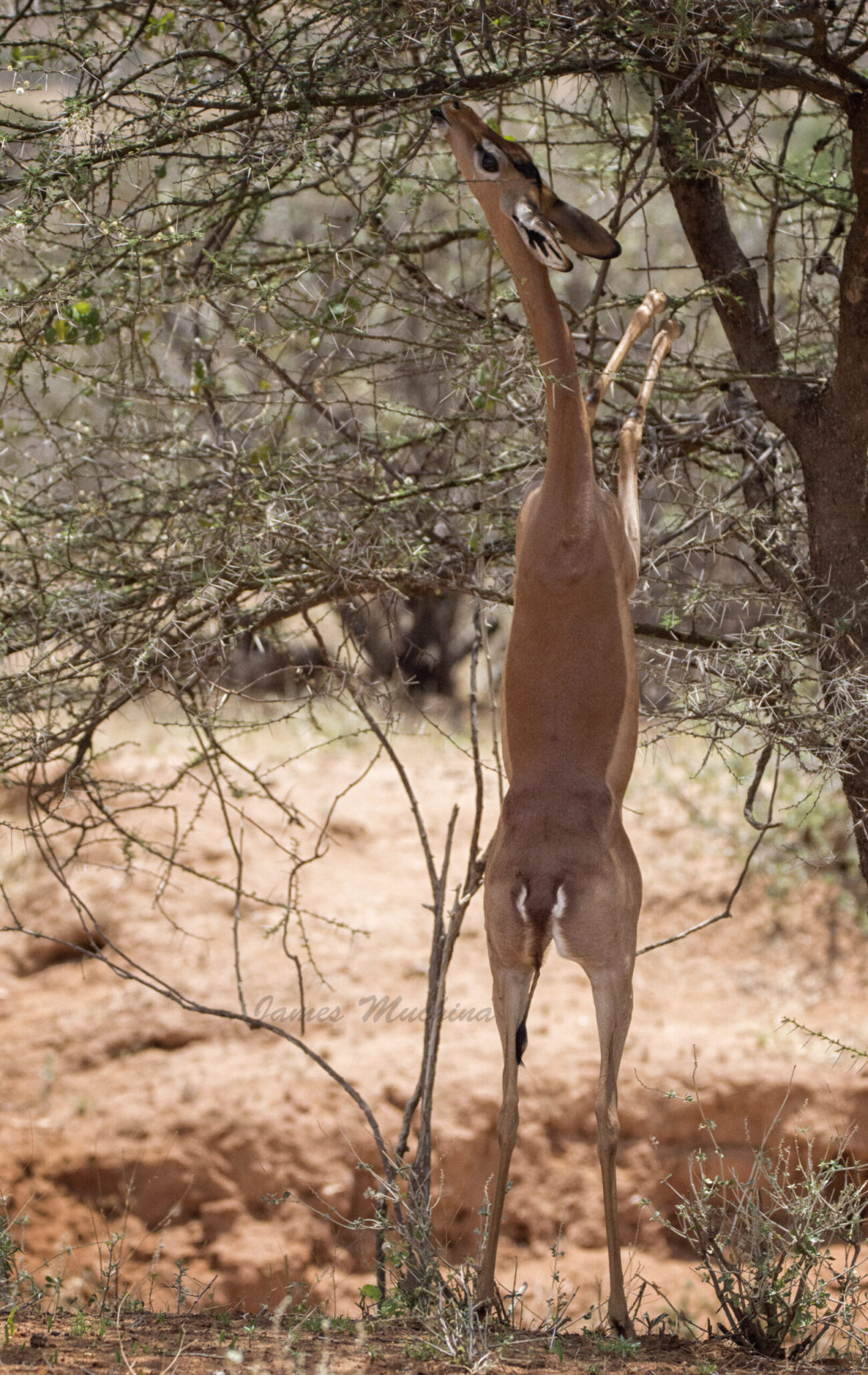 gerenuk at Samburu and Buffalo springs Kenya