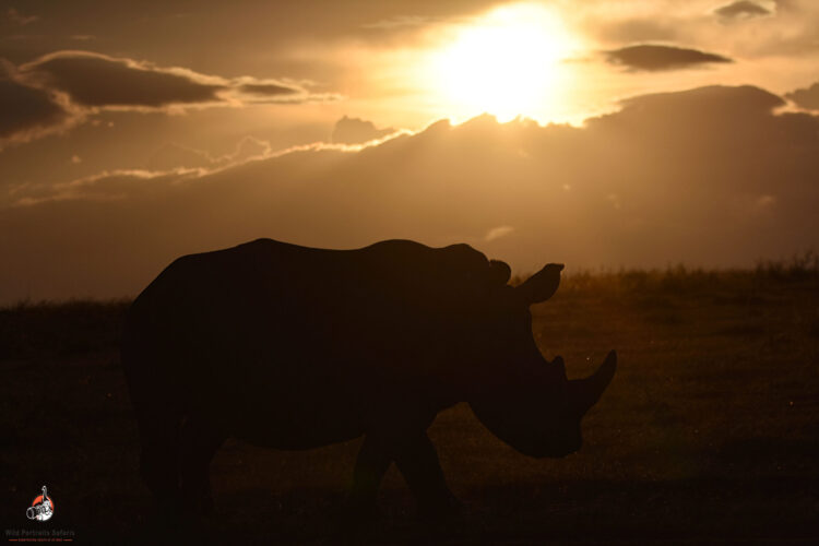 Rhino at sunset 9 Days Africa Safari Package Kenya