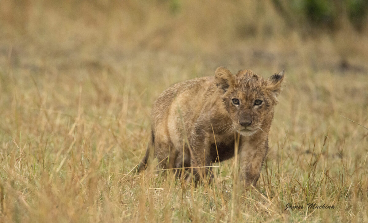 lion cub at Masai Mara during the 9 Days Adventure Family safari in Kenya