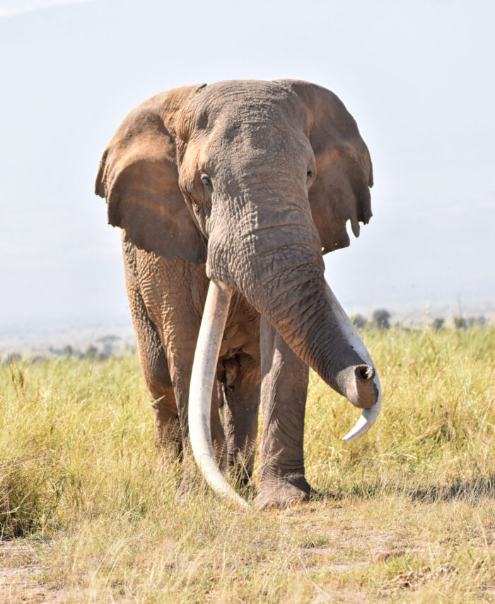 Tim walking at Amboseli National park during a 3 Days Amboseli safari