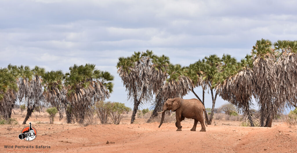 Elephant crossing the road at Tsavo East