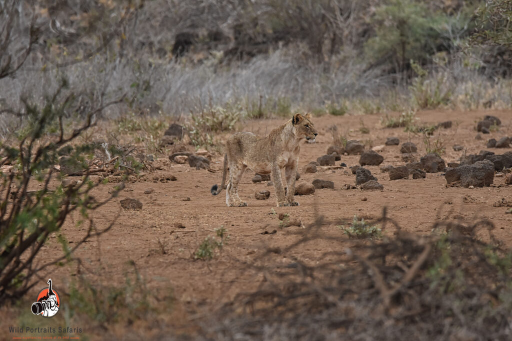 young lion at Tsavo West National Park
12 Days Africa big cats and elephant safari 