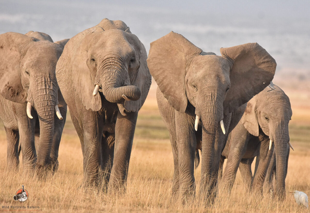Elephants walking at Amboseli on 3 Days Fantastic Amboseli Adventure Safari